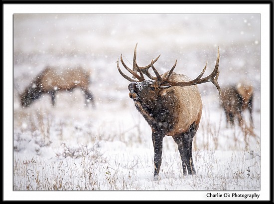 Elk