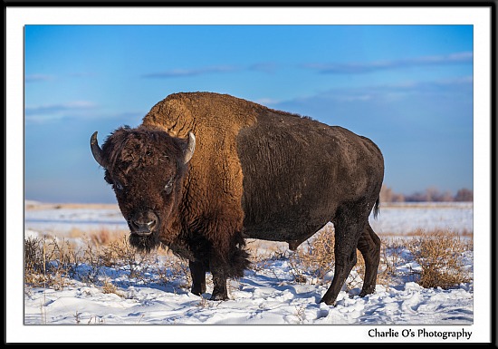 Bison