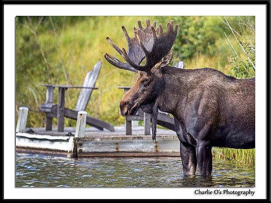 Moose