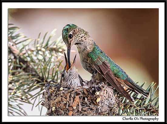 Hummingbirds