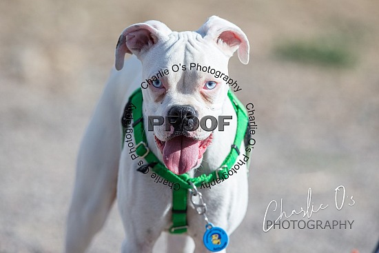 Deaf Dog Play Date 2022