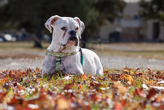 Deaf Dog Play Date 2023